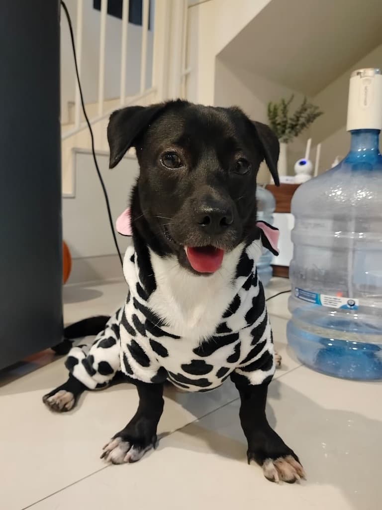 Sapi with cow dress code